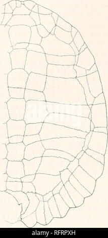 . Der Carnegie Institution in Washington Publikation. 64 FOSSILE SCHILDKRÖTEN VON NORDAMERIKA. Die Gesamtlänge des Panzers (Blatt 9) wurde ursprünglich 368 mm.; die gesamte Breite, 280 mm.; der Abstand von der Unterseite der Plastron, ungefähr 145 mm. Die größte Breite des Panzers war etwas hinter der Inguinalen Kerben. Von hier aus die Grenze runden schnell auf die mediane Ausgrabung hinter sich. Das vordere Ende ist ziemlich spitz. Vor, den Rand des Panzers ist ungebrochen durch quetschhülsen oder Nebenhöhlen, mit der Ausnahme, dass die NUCHAL etwas ausgegraben wird. Die behindern Teil, aus der Inguinalen Kerben rückwärts, Stockfoto