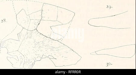 . Der Carnegie Institution in Washington Publikation. 52 FOSSILE SCHILDKRÖTEN VON NORDAMERIKA. Richtig, wenn Lügen, dass es nicht in Kontakt in der Mittellinie mit dem sitzbein. Das Becken in der Probe hier beschrieben hat wahrscheinlich einige antero-posterior Quetschungen erlitten, aber die pubes und Ilia tun. In Baena, deren Becken identisch ist mit der des Glyptops, gibt es, zumindest in den älteren Personen, eine Union, diese Elemente in der Mittellinie. Die seitliche pubic Prozesse sind sehr unterschiedlich von denen der Chelydra, massiv. An den Extremitäten, wo sie in Kontakt mit den xiph kommen Stockfoto