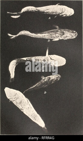 . Der Carnegie Institution in Washington Publikation. EIGENMANN Platte 14. Wohn Stygicolas. Position der Körper und Flossen m schwimmen und Unterschiede in der Farbe der verschiedenen Personen. Bitte beachten Sie, dass diese Bilder sind von der gescannten Seite Bilder, die digital für die Lesbarkeit verbessert haben mögen - Färbung und Aussehen dieser Abbildungen können nicht perfekt dem Original ähneln. extrahiert. Der Carnegie Institution in Washington. Washington, der Carnegie Institution in Washington Stockfoto