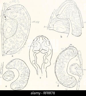 . Der Carnegie Institution in Washington Publikation. Entwicklung des Auges der AMBLYOPSIS. 151 eine kugelförmige Masse von Zellen, in einigen Fällen (Abb. 60&lt;/), aber mit einem Hohlraum in anderen. Es ist immer noch mit der Haut verbunden. In einem Fall das Objektiv war ein vesikel mit einem ausgeprägten Epithel bounding die Kavität (Abb. 60 c). In den anderen Fällen schien es keine Regelmäßigkeit in der Anordnung der Linse Zellen zu sein. Die pigmentierte Schicht ist sehr dünn werden, verglichen mit der Dicke der Rest der Netzhaut. Ihre Dicke nimmt gegen den Rand der Schale. Die Retina ist sehr dick, mit ungefähr 5 Schicht Stockfoto