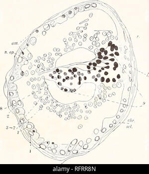 . Der Carnegie Institution in Washington Publikation. Die AUGEN DES AMBLYOPSIS. 141 n. op.Pigment ist entweder völlig fehlend oder sehr sparsam entwickelt. Wie oben erwähnt, ist die Pigmentierung des Auges scheint umgekehrt mit der Pigmentierung der umgebenden Strukturen zu variieren. Das Pigment ist in allen Fällen von Granulat und unterscheidet sich in dieser Hinsicht von den Pris-matic Pigment des Auges der Chologaster. Iris. -- Die pigmentzellen, die sich in der Abnahme der in Richtung irideal Teil des Auges, wo Sie durch eine Schicht von pigmentless Zellen bilden eine dünne Membran (Bild ersetzt werden. 50). Die Kerne dieser Zellen Fleck Stockfoto