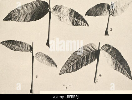 . Der Carnegie Institution in Washington Publikation. . Basal Merkblätter der Blätter von juglans Juglans nigra californica X, F2, in Pflanzen "4" und "1". Eine halbe natürliche Größe. Weitere Erläuterungen im Text. Bitte beachten Sie, dass diese Bilder sind von der gescannten Seite Bilder, die digital für die Lesbarkeit verbessert haben mögen - Färbung und Aussehen dieser Abbildungen können nicht perfekt dem Original ähneln. extrahiert. Der Carnegie Institution in Washington. Washington, der Carnegie Institution in Washington Stockfoto