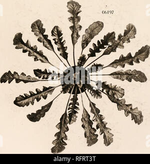 . Der Carnegie Institution in Washington Publikation. 06197. Abb. 1. Bursa bursa-pastoris heegeri X Simplex. Eine rhomboidea Rosette in der Abbildung. 2. Bursa bursa-pastoris heegeri X Simplex. Ein simplex Rosette in der F2.. Bitte beachten Sie, dass diese Bilder sind von der gescannten Seite Bilder, die digital für die Lesbarkeit verbessert haben mögen - Färbung und Aussehen dieser Abbildungen können nicht perfekt dem Original ähneln. extrahiert. Der Carnegie Institution in Washington. Washington, der Carnegie Institution in Washington Stockfoto