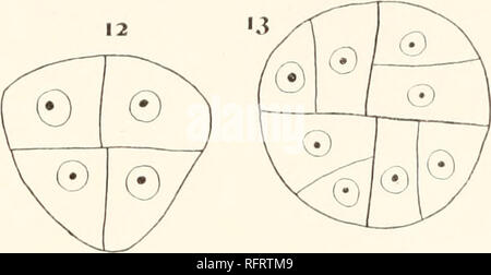 . Der Carnegie Institution in Washington Publikation. Vrnt v II 12. ¥ 1 fl-X K zmviivvi K x H iv. Bitte beachten Sie, dass diese Bilder sind von der gescannten Seite Bilder, die digital für die Lesbarkeit verbessert haben mögen - Färbung und Aussehen dieser Abbildungen können nicht perfekt dem Original ähneln. extrahiert. Der Carnegie Institution in Washington. Washington, der Carnegie Institution in Washington Stockfoto
