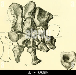 . Der Carnegie Institution in Washington Publikation. 16 intnv PELYCOSAURIA PLATTE. Bitte beachten Sie, dass diese Bilder sind von der gescannten Seite Bilder, die digital für die Lesbarkeit verbessert haben mögen - Färbung und Aussehen dieser Abbildungen können nicht perfekt dem Original ähneln. extrahiert. Der Carnegie Institution in Washington. Washington, der Carnegie Institution in Washington Stockfoto