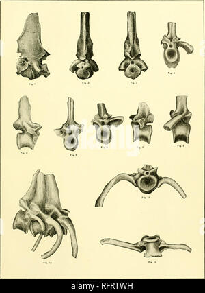 . Der Carnegie Institution in Washington Publikation. PELYCOSAURIA Platte 12. Dimetrodon incisivut.. Bitte beachten Sie, dass diese Bilder sind von der gescannten Seite Bilder, die digital für die Lesbarkeit verbessert haben mögen - Färbung und Aussehen dieser Abbildungen können nicht perfekt dem Original ähneln. extrahiert. Der Carnegie Institution in Washington. Washington, der Carnegie Institution in Washington Stockfoto