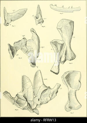 . Der Carnegie Institution in Washington Publikation. PELYCOSAURIA PLATTE 3. Theropleura retioversa.. Bitte beachten Sie, dass diese Bilder sind von der gescannten Seite Bilder, die digital für die Lesbarkeit verbessert haben mögen - Färbung und Aussehen dieser Abbildungen können nicht perfekt dem Original ähneln. extrahiert. Der Carnegie Institution in Washington. Washington, der Carnegie Institution in Washington Stockfoto