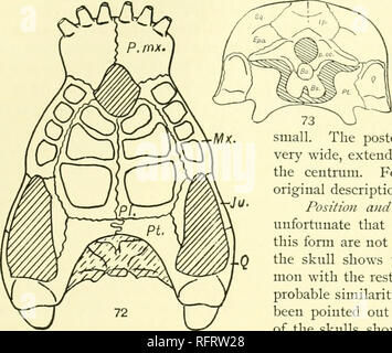 . Der Carnegie Institution in Washington Publikation. Morphologische REVISION DER Unterordnung. 155. Die hinteren Rand ist als eine lange Leiste an der Seite des Centrum zu den hinteren Rand fortgesetzt. Die anterioren Fläche ist vertikal verlängern, aber es hat zerquetscht worden, so dass die Form ist ob-scured. Die Wirbelsäule ist niedrig, aber es wurde ver&gt; 'heavy, curviug vorwärts über den vorderen und den hinteren zygapo - pliyses sind groß, aber die vorderen zu klein sind. Den hinteren Rand der Wirbelsäule ist sehr breit, der sich bis über die Seiten des Centrum. Für Messungen finden Sie in der ursprünglichen Beschreibung, Seite 69. Pos Stockfoto