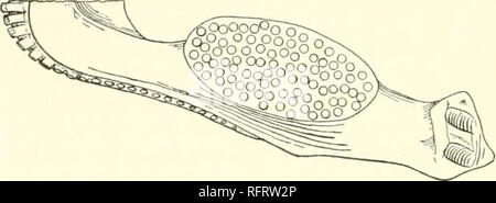 . Der Carnegie Institution in Washington Publikation. 154 REVISION DER PELYCOSAURIA.. Der steigbügel: Auf beiden Seiten des basisphenoid ist einen kurzen, breiten Knochen, nimmt die Position eines Steigbügel. Das innere Ende ist kleiner, aber endet in einer flachen Oberfläche; nur unter der Extremität der Knochen durch eine foramen durchbohrt. Der Gaumen ist gut auf der einen Seite bewahrt. Es gibt eine große median Hohlheit form-ing der posterioren Nares, aber es gibt keine palatal vacuities. Die Nähte zwischen den pterj - goids, Bahnhof Châteaucreux und prevomers können nicht gemacht werden. Die prevomers sind dünne Platten vorher anschließen und latera Stockfoto