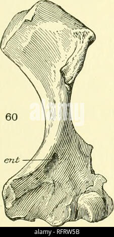 . Der Carnegie Institution in Washington Publikation. Morphologische REVISION DER Unterordnung. 135. Bitte beachten Sie, dass diese Bilder sind von der gescannten Seite Bilder, die digital für die Lesbarkeit verbessert haben mögen - Färbung und Aussehen dieser Abbildungen können nicht perfekt dem Original ähneln. extrahiert. Der Carnegie Institution in Washington. Washington, der Carnegie Institution in Washington Stockfoto