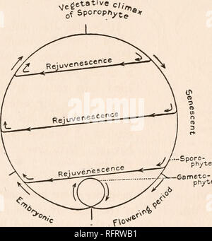 . Der Carnegie Institution in Washington Publikation. Entwicklung von SIUM CICUTAEFOLIUM. tosynthetic Arbeiten unter Wasser, damit die Pflanze ihr Wachstum fortsetzen, und Tod rasch folgt komplett eintauchen. Es kann davon ausgegangen werden, dass die Zerlegung ist ein Produkt der Umwelt statt einer Anpassung an, und die offensichtliche Korrelation dieser drei Phasen der Slum mit unterschiedlichen Umweltbedingungen würde gut in Einklang mit der Absicht des Klebs (1903) und andere, externe Faktoren direkt verbindlich sind die Form und die Aktivitäten von Pflanzen. Aber die Pflanzen, die an den Dämon erscheinen Stockfoto