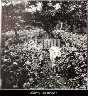 . Der Carnegie Institution in Washington Publikation. ACRIDIID/E PLATTE 1. Abb. i-Eupatorium Dickicht inmitten verstreut Laubbäume auf einer Kante "kahl" durch eine Rinder-Weg, am östlichen Ende der Roan Mountain, North Carolina. abgefahren. Bitte beachten Sie, dass diese Bilder sind von der gescannten Seite Bilder, die digital für die Lesbarkeit verbessert haben mögen - Färbung und Aussehen dieser Abbildungen können nicht perfekt dem Original ähneln. extrahiert. Der Carnegie Institution in Washington. Washington, der Carnegie Institution in Washington Stockfoto