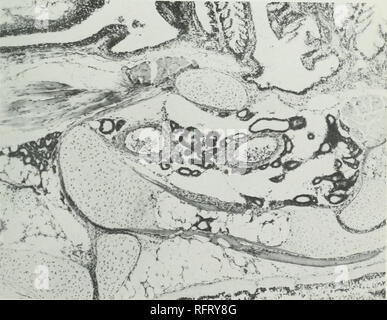 . Karzinom der Schilddrüse im salmonoid Fische. Krebs; Kropf; Schilddrüse; Forelle. Fic;. 19.- Häuslich Scotch Meerforelle tiiigerling; normale Schilddrüse Struktur. Xs. Abb. 20.- Häuslich Scotch Meerforelle fiiiEerlillE: Gleiche liatcher. v wie oben, mit einfachen Hyperplasie, erhöhte Anzahl der Schilddrüse Follikel; Epithel hohe quaderförmigen und niedrige columnar: Kolloid vermindert. X86.. Bitte beachten Sie, dass diese Bilder aus gescannten Seite Bilder, die digital für die Lesbarkeit verbessert haben mögen - Färbung und Aussehen dieser Abbildungen können nicht perfekt die Origina ähneln extrahiert werden Stockfoto