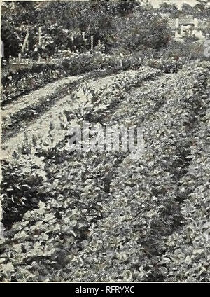 . Capitol City Samen für 1961. Baumschulen (Gartenbau) Kataloge, Leuchtmittel (Pflanzen) Kataloge Kataloge; Gemüse; Garten Werkzeuge Kataloge; Samen Kataloge. Es ist ein Unterschied, den zu kennen sich lohnt. *&gt; wissenschaftlich ausgewogene Formeln. Bitte beachten Sie, dass diese Bilder sind von der gescannten Seite Bilder, die digital für die Lesbarkeit verbessert haben mögen - Färbung und Aussehen dieser Abbildungen können nicht perfekt dem Original ähneln. extrahiert. F. W. Bolgiano&amp; Co; Henry G. Gilbert Baumschule und Saatgut Handel Katalog Kollektion. Washington, D.C.: F. W. Bolgiano &Amp; Co., Inc. Stockfoto