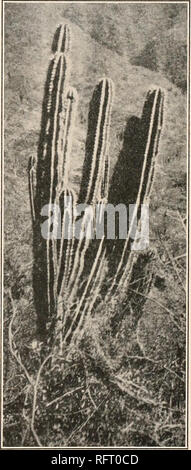 . Der Carnegie Institution in Washington Publikation. CEPHALOCEREUS. 53 (Cephalocereus sartorianus), Andis manchmal an das guatemaltekische Arten (C. maxonil) angewendet. Als Folge von Dr. Rose's Erkundungen in Sonora 1910, zusätzliches Material, sowohl Wohn- und Herbarium, wurde erzielt, die es uns ermöglicht, diese Spezies als Sonoran wiederherzustellen. 1908, Dr. Palmer gesendet Fotos und speci - mens einer Cephalocereus aus Batopilas, Chihuahua, von denen wir glauben, dass sie hier gehören können. Cereus foersteri (Sencke, Kat. 1861) und Pilocereus marschalleckianus (Zeissold, Kat. 1899) werden von Schumann als Synonyme von t Stockfoto