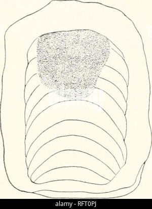 . Der Carnegie Institution in Washington Publikation. 288 Papiere von der marinen biologischen Labor an Tortugas. Agassiz erfasst vier Arten von fossilen Aetobatis, die er studiert hatte, von denen er nur zwei Zahlen. Text-Zahlen lo und 11 sind dorsalen und lateralen Ansichten bzw. der Unterkiefer des Aetobatis sulcatiis mit 10 Zähnen, das Original ist im Museum in Paris ohne Angabe der Herkunft erhalten. Miiller und Henle (1841), Unter der Rubrik Gattung Aeto - Batis, sagen: Der Unterkiefer Projekte jenseits der Oberkiefer mit einer geraden Kante. Der Zahn Platten bilden in jedem Ja Stockfoto