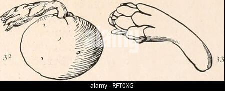 . Der Carnegie Institution in Washington Publikation. . Abb. 31.-Cephalocereus pentaedrophorus. Schwein. 32.- Frucht der Cephalocereus pentaedrophorus. Xo 6. Abb. 33. - Blume der gleichen. Xo. 6.. Bitte beachten Sie, dass diese Bilder sind von der gescannten Seite Bilder, die digital für die Lesbarkeit verbessert haben mögen - Färbung und Aussehen dieser Abbildungen können nicht perfekt dem Original ähneln. extrahiert. Der Carnegie Institution in Washington. Washington, der Carnegie Institution in Washington Stockfoto