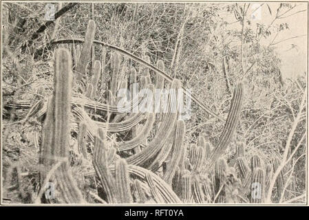 . Der Carnegie Institution in Washington Publikation. ^!/- *&amp; r! ti $ S*::&gt;. Abb. 29.- Cephalocereus fluminensis. für ein weiteres Werk. Obwohl diese Arten sehr auf alle die felsigen Anhöhen und Ernten, über den Hafen von Rio de Janeiro üblich ist, hat es selten gesammelt und keine lebenden oder herbarium Material wurde in Washington und New York Sammlungen bis Dr. Rose col - es in Brasilien wählten im Jahr 1915. * Schumann (Martius, Fl. Bras. 4: 216. 1890) fälschlicherweise bezieht sich dieses Wortpaar zu Vellozo.. Bitte beachten Sie, dass diese Bilder aus gescannten Seite Bilder, die digital enhan wurden extrahiert werden Stockfoto