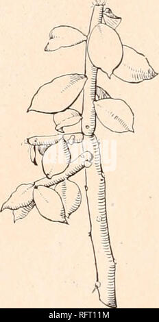 . Der Carnegie Institution in Washington Publikation. 1 "III. 25.- Pereskiopsis, anscheinend S. rotimdifolia, mit anderen Kakteen im Hintergrund. 6. Porteri Pereskiopsis (Brandegce) Britton und Rose, Smiths. Misc. Slg. 50:332. 1907. Opuntia porteri Brandegee in Weber, Diät. Hort. Bois 899. 1898. Opuutia hriiiidi 'Ki' ich 'Ich Schtiinaiiii, Gcsamtb. Kakteen 653. 1898. Pereskiopsis liniinlc^ cci Britton und Rose, Smiths. Misc. Slg. 50:331. 1907. Stiele Stout, Woody, Verzweigung, 6 bis 12 dm. hoch, 3 cm Durchmesser, die alte Areolen Lager 3 bis 8 stout Stacheln 3 bis 5 cm lang, aber am Stamm oft 15 bis 20 Spi Stockfoto