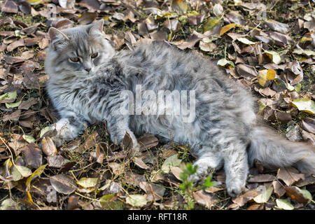 Grau young street Cat liegt im Freien auf Herbst Blätter closeup Stockfoto