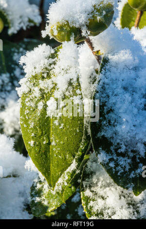 Schnee bedeckt japanische Kamelie Knospen im Winter Stockfoto