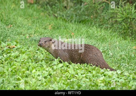 Britische Fischotter Lutra Lutra UK Stockfoto