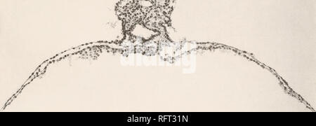 . Der Carnegie Institution in Washington Publikation. 10 • • • • * " " £ • - • "^r^rr^j,. w*k wr^ Ty? T*" 3g, e "v^"*" "* *^ festS. J. F. Didusch del. 11 Cj: npbL "ll Kunst Co., Elizabeth. New Jersey Feigen. 9 bis 16, auf Platten 2, 3, 4 und S stellt detaillierte Zeichnungen der typische Abschnitte durch die Region des embryonalen Platte zeigt die Anordnung der drei germ-Schichten. Die Zahlen sind wie folgt: Abb. 9, Abschnitt Nr. 78; Bild. 10, Abschnitt Nr. 75; Bild. 11. Abschnitt Nr. 70; Bild. 12, Abschnitt Nr. 67; Bild. 13, Abschnitt Nr. 64; Bild. 14, Abschnitt Nr. 59; Bild. 15, Abschnitt Nr. 56; Bild. 16. Stockfoto