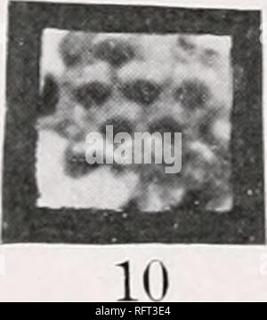 . Der Carnegie Institution in Washington Publikation. . 12. Bitte beachten Sie, dass diese Bilder sind von der gescannten Seite Bilder, die digital für die Lesbarkeit verbessert haben mögen - Färbung und Aussehen dieser Abbildungen können nicht perfekt dem Original ähneln. extrahiert. Der Carnegie Institution in Washington. Washington, der Carnegie Institution in Washington Stockfoto