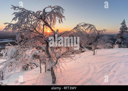 Sonnenaufgang mit Schnee bedeckten gefrorenen Bäume im finnischen Lappland. Bild wurde in Pyha, Finnland. Stockfoto