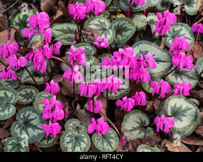 Eine Nahaufnahme von einem Teppich aus rosa Cyclamen Coum in voller Blüte im Januar Stockfoto