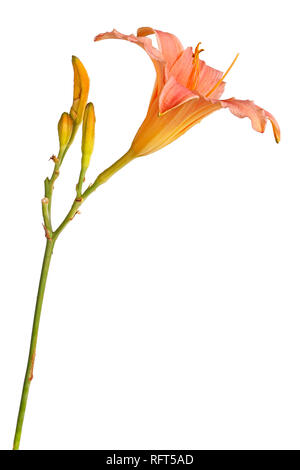 Seitenansicht eines einzelnen Stamm mit einem rosa und gelb daylily Blume (Hemerocallis Hybride) plus ungeöffneten Blüten vor einem weißen Hintergrund isoliert Stockfoto