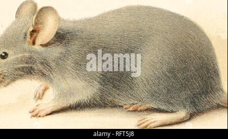 . Der Carnegie Institution in Washington Publikation. . 10^^ • S*^^t:.^-------. Bitte beachten Sie, dass diese Bilder sind von der gescannten Seite Bilder, die digital für die Lesbarkeit verbessert haben mögen - Färbung und Aussehen dieser Abbildungen können nicht perfekt dem Original ähneln. extrahiert. Der Carnegie Institution in Washington. Washington, der Carnegie Institution in Washington Stockfoto