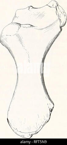 . Der Carnegie Institution in Washington Publikation. iSS FOSSILE SCHILDKRÖTEN VON NORTH AMI RICA. Fertig war der erste, der zu den Schildkröten zu schärfen, und er legte es in seiner Gattung Protostega. Ein wenig später zu Atlantochelys Leidv bezeichnet. 1889 Baur richtig zu dem Schluss, dass es angehören kann weder noch Protostega Atlantochelys, aber er ist nicht der Gattungsname. Dies war für Wieland reserviert im Jahr 1900 zu tun. Die Gesamtlänge des Humerus (Abb. 244) ist 10 Zoll oder 253 mm. Die Welle, wo engste, ist 48 mm breit und 28 mm dick. Der Abstand vom Endpunkt der ulnaren Prozess Stockfoto