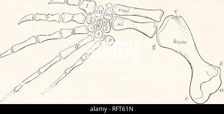 . Der Carnegie Institution in Washington Publikation. [66 FOSSILE SCHILDKRÖTEN VON NORDAMERIKA. Hinterbeine war viel breiter, als es im Fall von Chelydra; und, wie in der Seeschildkröten, gab es eine fontanelle zwischen dem äußeren Ende des hyoplastron und hypoplastron. Es gab auch eine umfangreiche Nabelschnur Fontanelle. Die Knochen des rechten und linken Seiten wurden entlang der Mittellinie mehr wie die von Chelydra als wie die Der Cheloniidae verbunden. Die epiplastron und entoplastron werden von Wieland (Amer. Jour. Sci., xx, S. 336, Abb. 7, 8). Erstere sind schlank, die letzteren Breiten und Lanzenförmige. Die Stockfoto
