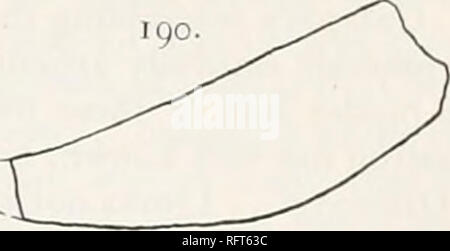 . Der Carnegie Institution in Washington Publikation. . FlGS. 189 und 190. âCatupleara Ponderosa. Teile von Art. Xfl. Â 189. Pygal und elften Peripheriegerät. 190. Abschnitt entlang der Mittellinie des pygal. Unter der Rippenbögen. Wie in C. repanda, diese Rippe kommt näher und näher der verdickten Seite Der rippenbögen auf die wav zum distalen Ende. Es gibt auch eine grobe Nut in der Nähe der prox-Imal Ende vorne an der Kante; aber es ist nicht so auffällig wie bei den anderen Arten. Mehr - über, es ist ersichtlich nur auf die beiden costals soll das zweite Paar zu gehören. Auf keiner Der costals oder Peripheriegeräte sind Stockfoto