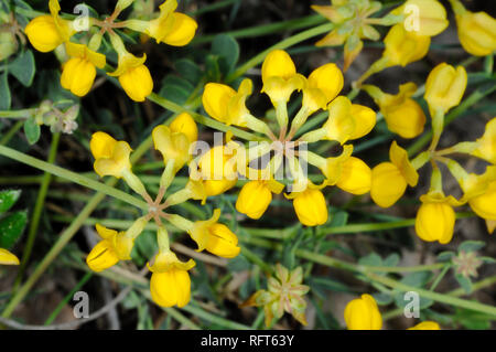 Gelb wilde Blume, Hufeisen Vetch, Hippocrepis comosa Stockfoto