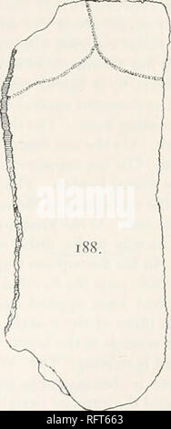 . Der Carnegie Institution in Washington Publikation. . FlGS. 185 1 SS.-Catapleurarepanda. Teile von Shell vom Typ. X §. iSv Nuchal und Erste und Zweite Peripheriegeräte. nu.p, nuchal schärfen; Pro. Ich, Pro. 1. Die Erste und Zweite Peripheriegeräte. 186. Teile des achten und neunten Peripheriegeräte. Frei Grenze auf der rechten Seite. 187. Abschnitt über 9 Peripheriegerät. 188. Dritten oder fünften Rippenbögen. Dies wird durch eine subakute frei Grenze. Cope hat herausgefunden, was er als die achte und die neunte Peripheriegeräten betrachtet. In Wirklichkeit gibt es nur einen kleinen Teil des achten und etwa zwei Drittel des neunten (Abb. [86). Evidentl Stockfoto