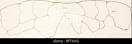 . Der Carnegie Institution in Washington Publikation. THAI. ASSEMYDID/E.l3S Element. Nucha]. .. Periphere ich Fortschritte mit der Beschreibung. 1 Mütze, die vor allem Streiks ist die größere Stärke der Knochen hier desci ibed, verglichen mit den entsprechenden, von 0. und 0. gibbi emarginatus. Die drei Typen sind in fast derselben Größe. Die Abmessungen der verschiedenen Knochen sind in der folgenden Tabelle angegeben. Mit Ausnahme der Länge, die Dimensionen der einzelnen Knochen sind am vorderen Ende der Dicke der Nuchal an der Mittellinie berücksichtigt. Die Spalten unter der Leitung von I bis 0 gehören. emarginatus; die bv 2. t Stockfoto