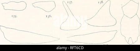 . Der Carnegie Institution in Washington Publikation. IJC 1 - OSSIL SCHILDKRÖTEN VON NORDAMERIKA. Durch bewältigen, "10R", sondern die Ziffer auf der rechten Seite hatten offenbar aus "I" auf "o" und ein "L" in ein "R" schließlich Tinte Linien gezeichnet über diese Zeichen und "8" geschrieben in der Nähe wurde geändert. Diese Veränderungen deuten darauf hin, dass ursprünglich die Peripherie, wie die elfte betrachtet, bevor er in Druck ging, er kam, um die Knochen als der Zehnte zu betrachten; und das zu einem späteren Zeitraum wurde er convinct, es war der achte. Die Messungen der Knochen Stockfoto