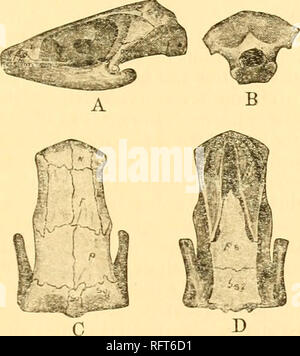 . Der Carnegie Institution in Washington Publikation. Morphologische REVISION 141 Familie LYSOROPHID^ Williston. Gattung LYSOROPHUS umzugehen (Seite 68). Charakteristische Muster: Totenköpfe in den Standort. Mus. Nat. Hist. Nr. 4696 und 4701, in der Universität von Chicago, und an der Universität in München. Der Typ in der Universität von Chicago, Nr. 6526 und6527, 6528. Zahlreiche Exemplare der vertebrse in diesen beiden Institutionen. In allen enorm viel Material, das in Texas gesammelt wurden, sondern eine Spezies dieser Gattung anerkannt wurde, und diese Art ist nicht unterscheidbar von dem Fertig werden beschrieben. Stockfoto