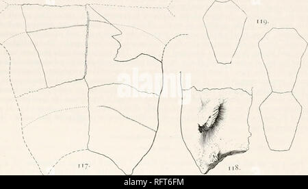 . Der Carnegie Institution in Washington Publikation. ISOTrIKIlYI) ll&gt;. r. S eithei der Inguinalen iiMjiiin iii Die sowohl gemessen an der Mittellinie. Neithei hypoplastron Ausstellung Grenze für die mesoplastron. Die hyoplastron overlapt etwas Die hypoplastron, und letztere ebenso overlapt das xiphiplastron. t Der antero-inneren Winkel der Hypoplastischen sind 10 mm dick; an der postero-Innenwinkel. 8 mm. Der ganze Baum Grenze des Lappens behindern ist akut. Die Kerbe behindern ist 1^5 mm breit und 42 mm tief. () N die obere Fläche des xiphiplastron (Abb. 1 ist 1. FlGS. 117 119.-Taphrosphys molops. Stockfoto