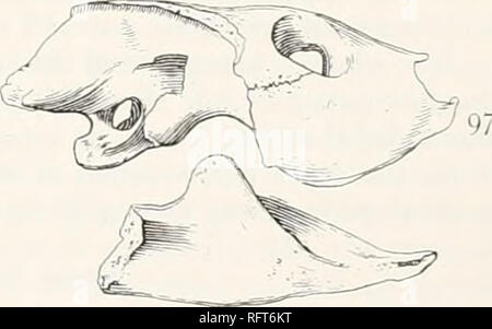 . Der Carnegie Institution in Washington Publikation. . Abbn. 96 und 97.- Bothremys cooki. Schädel von Art. X §. 96. Von oben gesehen. 97. Von der rechten Seite gesehen. die Umrisse der Schädel runden schnell auf nahe dem Ende der Schnauze. Kurz vor dieser ist reacht die Kurven etwas ändern, so dass die Schnauze leicht verlängert wird. Der Schädel ist flach oben (text-Abbn. 96, 97) Es wird ein leichter Abstieg von den Bahnen. Der Stelle zwischen den Augen ist 17 mm breit. Die Augen lookt stark nach oben. Den beiden Durchmessern der Umlaufbahnen messen 14 mm. Von der oberen Grenzen der Umlaufbahnen der Seiten des Gesichts schräge Dow Stockfoto