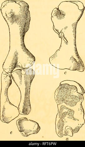 . Der Carnegie Institution in Washington Publikation. Morphologische REVISION 109 Der schultergürtel (Abb. 47, c): Die interclavicle ist stahlnetz bzw. mit einem starken posterior Verlängerung; Die Schlüsselbeine sind am vorderen Ende erweitert und die interclavicle überschneiden; die äußere Oberfläche der Schlüsselbeinen und interclavicle ist nicht skulpturale, aber der Rand der Letzteren wird durch rugose Streifen, wo sie durch das Schlüsselbein überlappt ist markiert. Das distale Ende des Schlüsselbeins ist gerieft. Es gibt keine cleithrum. Das Schulterblatt ist eher kurz und der distalen ist dorsal gedreht, fast im rechten Winkel zur coracoidal Stockfoto