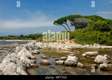 Küste und felsige Küstenlinie Île Sainte-Marguerite, die Lérins Inseln vor der Küste des Mittelmeers von Cannes Cote d'Azur oder in Côte d'Azur Frankreich Stockfoto