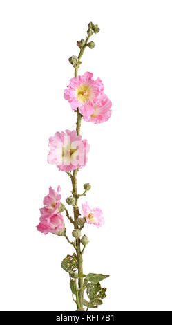 Einzelnen Stamm mit mehreren rosa Blüten der Malve (Alcea rosea) gegen einen weißen Hintergrund isoliert Stockfoto