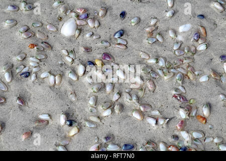 Live coquina oder bean Venusmuscheln (Donax variabilis) Graben in nassem Sand von Lighthouse Beach auf Sanibel Island, Florida Stockfoto