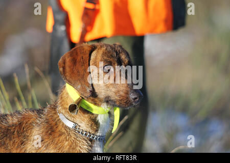 Hund für die Jagd auf Wildschwein mit Bell Kragen. Im Hintergrund der Jäger mit hoher Sichtbarkeit Kleidung. Stockfoto