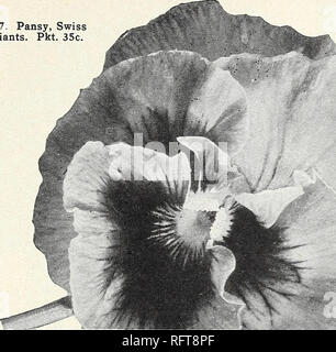 . Capitol City Samen für 1961. Baumschulen (Gartenbau) Kataloge, Leuchtmittel (Pflanzen) Kataloge Kataloge; Gemüse; Garten Werkzeuge Kataloge; Samen Kataloge. Poppi 2 ft. Pkt. 25 c; fo&gt; 7 - 85 c; i^oz. $ 1.50. 853. Harbinger. A. in der Früh. Kompakte 18 Zoll Pflanzen mit roten Blumen. Bleibt in der Blüte den ganzen Sommer über, wenn Gesäte drinnen im Februar. Pkt. 35 c; Vkox. $ 1.00. 952. St. John's Feuer. A. Die beliebteste Zwerg rec Salvia. Wächst ca. 12 Zoll hoch. Pkt. 25 c;'/i 6 oz. $ 1,25; Jioz. $ 2,25; Moz. $ 4,00. Scabiosa (Trauer Braut) a., S./s^cn 869. Blue Moon. A. Voll doppelt, kugelförmige (£&amp;) Blumen der Tiefen Stockfoto