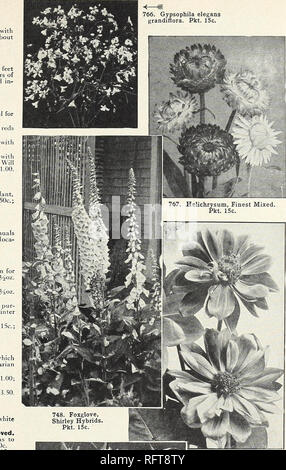 . Capitol City Samen für 1961. Baumschulen (Gartenbau) Kataloge, Leuchtmittel (Pflanzen) Kataloge Kataloge; Gemüse; Garten Werkzeuge Kataloge; Samen Kataloge. Vier Uhr (Wunder von Peru) A.756. Mirabilis Jalapa. Buschige pflanzen Ly. Füße mit Myriaden von roten, gelben oder weißen Blüten öffnen bei ungefähr 4:00 Pkt. 15 c; Oz. 75 C. Fingerhut (Digitalis) b. 748. Gloxiniaeflora, Shirley Hybriden. Pflanzen mit langen Stacheln von Röhrenförmigen, Fingerhut - wie Blumen in verschiedenen Farben 3 bis 4 Fuß hoch. Die "Hülsen" sind stark in-Seite entdeckt. Pkt. 15 c; Moz. $ 1,25; y 2 oz. $ 2,25; Oz. $ 4.25. Gaillardia (Blanket-Flow Stockfoto