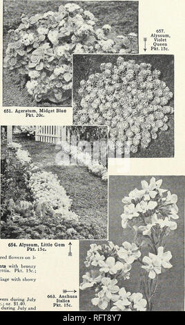 . Capitol City Samen für 1961. Baumschulen (Gartenbau) Kataloge, Leuchtmittel (Pflanzen) Kataloge Kataloge; Gemüse; Garten Werkzeuge Kataloge; Samen Kataloge. ^ otyiattat Ausgewählte "pCoutet SeecU SUPERIOR QUALITÄT Klassifizierung. Jährliche Blumen wachsen aus Samen, Blüte, und in einem Jahr sterben. Biennalen blühen im zweiten Jahr und sterben. Stauden live auf der von Jahr zu Jahr und in der Regel nicht blühen im gleichen Jahr gepflanzt wird. A. bedeutet jährliche; B., Biennale; S., mehrjährig. R-G. bedeutet, geeignet für den Garten. Kulturelle Richtungen wird auf der Rückseite jedes Paket von Blumen Samen gefunden werden. Alle Blume Siehe Stockfoto
